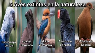 5 Aves Extintas en Estado SIlvestre y sus Cantos [upl. by Tildi549]