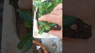 Plant lovers adenium seeding grow gardening ytshorts [upl. by Ikilisav]