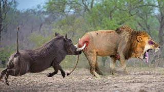 Tragic Ending When Lion Dared To Attack Baby Warthog Mother Warthog Attack The Lion Mercilessly [upl. by Spalla135]