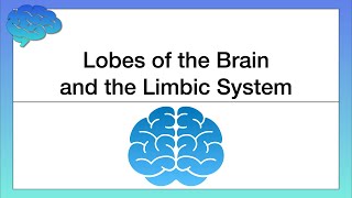 Lobes of the Cerebral Cortex and the Limbic System [upl. by Nezah729]