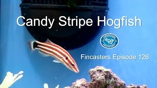 The Candy Stripe Hogfish Fincasters Episode 126 [upl. by Enitsuga292]