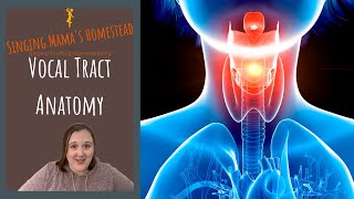 Vocal Tract Anatomy [upl. by Elockcin]