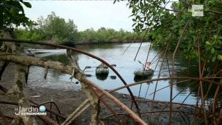 Le Jardin Extraordinaire RTBF 1  Les mystères du fleuve Congo  chutes de Zongo  Mangrove [upl. by Aida]