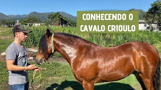 Características do CAVALO CRIOULO [upl. by Elleined]