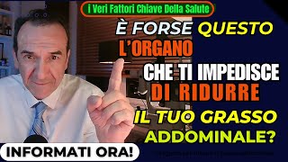 il segreto per ridurre il grasso addominale Scopri lorgano chiave direttamente responsabile [upl. by Dihsar]