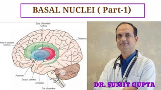 Basal Ganglia  Neuroanatomy  Part 13 [upl. by Orlanta]