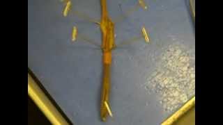 Earthworm Dissectionwmv [upl. by Guillemette831]