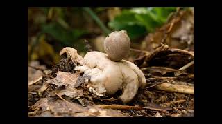 Geastrum fimbriatum [upl. by Maire]