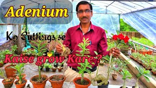 Adenium ko Cuttings se Kaise grow Kare  Aur Bahot sare Phool Paye [upl. by Chladek]