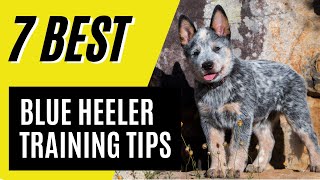 7 Blue Heeler Puppy Training Tips  Australian Cattle Dog Training [upl. by Stegman]