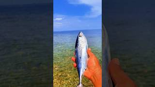 Found dead tongkolfish on the beach shorts shortvideo viralvideo [upl. by Rheingold169]