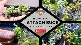 How to attach Bucephalandra plant in Aquarium aquascape protips [upl. by Mazurek35]