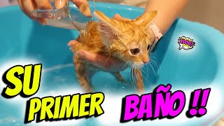 Bañamos la gatito bebé por primera vez 🚿 REACCIÓN de mi GATO al agua [upl. by Nnaer258]