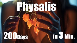 Growing Physalis Plant from Seed to Fruit 🌱 200 Days Time Lapse  Full life Cycle [upl. by Antonietta433]