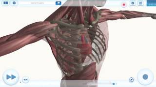 EvoBooks 3D Aulas Digitais  Biologia  Anatomia e Fisiologia Humanas Versão Standard [upl. by Ydda]