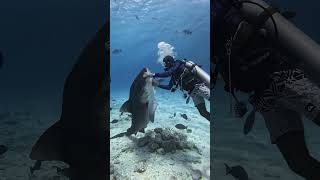 Tiger Shark redirecting fuvahmulah maldivesdiving sharkdive [upl. by Derag]