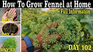 How To Grow Fennel Plants In Containers Seeds To Harvest  How to Grow Fennel  Saunf at home [upl. by Notnirb199]