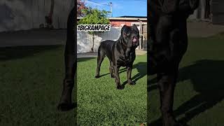 canecorso shortvideo doglover viralvideo viral trending tag foryou foryoupage fyp fypシ゚ [upl. by Kafka774]