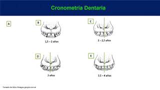 Cronometría Dentaria [upl. by Ludwog]