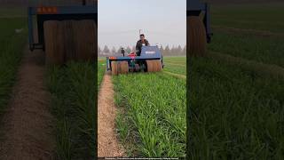 चीन वाले गेहूं की फसलों को रोलर से क्यों दबा रहे हैं 🙄 wheat crops [upl. by Berkin]