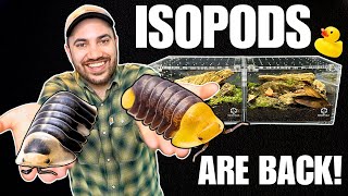 MEET MY DUCKY ISOPODS How to Setup up a Cubaris Isopod Terrarium [upl. by Rizan31]