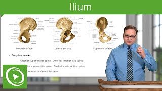 Ilium Body amp Bony Landmarks – Anatomy  Lecturio [upl. by Askwith29]