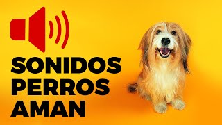 Sonidos Perros Aman  sonidos que les encanta escuchar a los perros [upl. by Derfiniw]