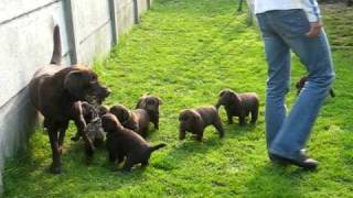 chiots labrador chocolat  lab puppies [upl. by Noiramaj]