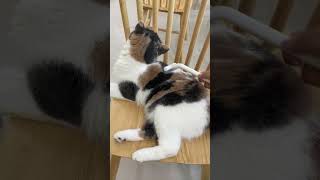 How to Groom a Playful Kitten aumuca aumucapetbrush cat cats catmom catlovers kitten [upl. by Gaal320]