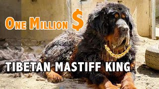 Visit the Tibetan Mastiff King worth One million dollars The purestblood Mastiff in Tibet [upl. by Enelehcim62]