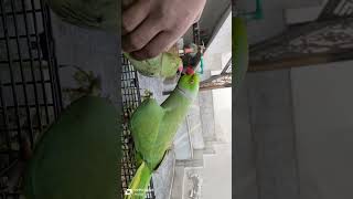 Ringneck parrot peche Peche modbird fypシ parrotspeak fypシ parrot parrottalking parrot mittoo [upl. by Ixela]