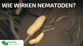 Wie wirken Nematoden  enema GmbH [upl. by Prunella]