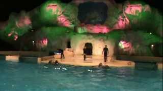 Dolphin Show Dolfinarium Harderwijk Full Show [upl. by Piscatelli219]