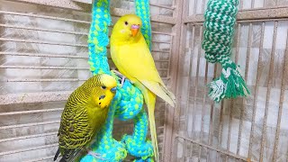 Help Lonely Budgies to Chirp Nature Parakeets Bird Sound 12 Hr [upl. by Adnoved]