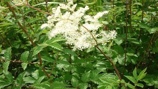 Propiedades De La Ulmaria Beneficios Y Uso Medicinal Filipendula ulmaria [upl. by Purdy]