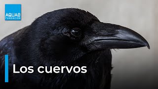 El CUERVO una especie de AVE llena de SABIDURÍA [upl. by Eniamreg]