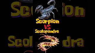 Who will win Scorpion vs Scolopendra [upl. by Relyat]