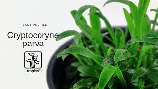 Cryptocoryne parva [upl. by Nisse]