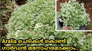 Easy Method for Propagating Aralia Plant in Malayalam  SR Vlogs by Naji💕💕 [upl. by Sisenej751]