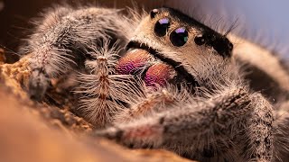 Colourful Chelicerae of a Jumping Spider [upl. by Haram]