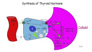 Quick review of thyroid hormone synthesis [upl. by Hoshi]