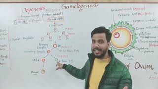 Gametogenesis part 2 Oogenesis अंड जनन and structure of Ovum [upl. by Rieger]