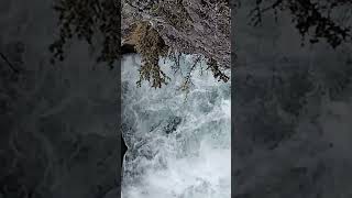 Rheinfall🇨🇭 wasserfall strömung nature [upl. by Leddy]