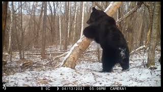 Ussuri wild boars Amur tiger Grom large male Ussuri brown bear at the same tree [upl. by Rodd]