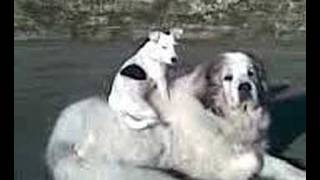 Pyrenean Mountain Dog and Jack Russell [upl. by Richards]