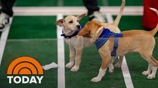 2024 Puppy Bowl Dogs up for adoption go headtohead [upl. by Ardine]