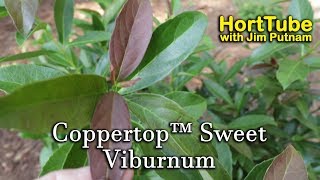 Coppertop™ Sweet Viburnum  Evergreen Flowering Awesome Foliage [upl. by Ardnaxela]