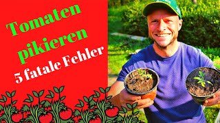 Wie TOMATEN pikieren  5 FEHLER die du nicht machen darfst 🍅 [upl. by Lewert]