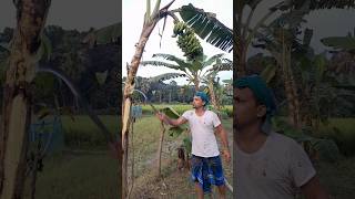 How to harvesting are banana ep 283 Short trending vairal banana food agro 🍌🍌 [upl. by Ramah]