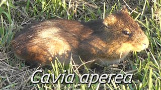 Preá Cavia aperea [upl. by Ehling615]